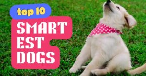 top 10 Smartest Dogs